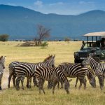 safari africa