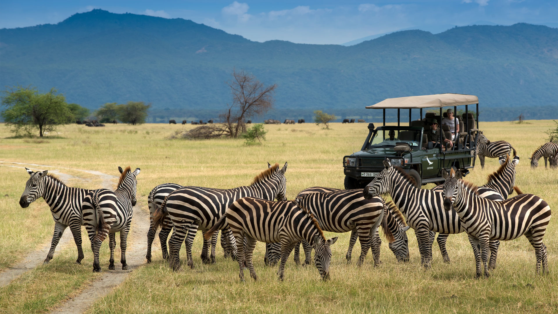 safari africa